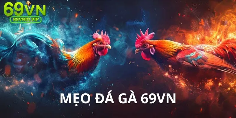 Tổng hợp những mẹo soi kèo gà hiệu quả nhất đến hội viên